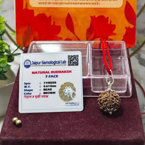 A & S VENTURES A&S Ventures 7 Mukhi Rudraksha Original Certified | Seven Face Rudraksha for Wealth & Prosperity | Energized & Authentic | with Certification Card | for Men & Women | Powerful Spiritual Benefits - Image 4