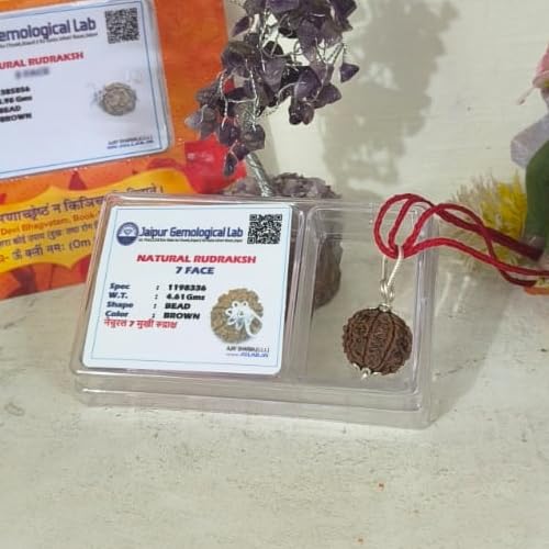 A & S VENTURES A&S Ventures 7 Mukhi Rudraksha Original Certified | Seven Face Rudraksha for Wealth & Prosperity | Energized & Authentic | with Certification Card | for Men & Women | Powerful Spiritual Benefits - Image 5