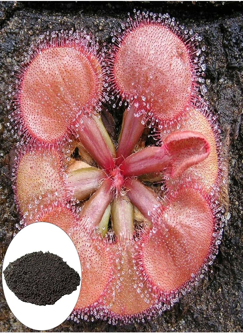 GGOOT - 100Pcs/Bag Drosera Falconeri Seeds for Planting, Fast Growing Non GMO Easy Plant Gardening Gift Drosera Seeds for Balcony Easy to Plant,Gardening,Home Decor - Pink - Image 1