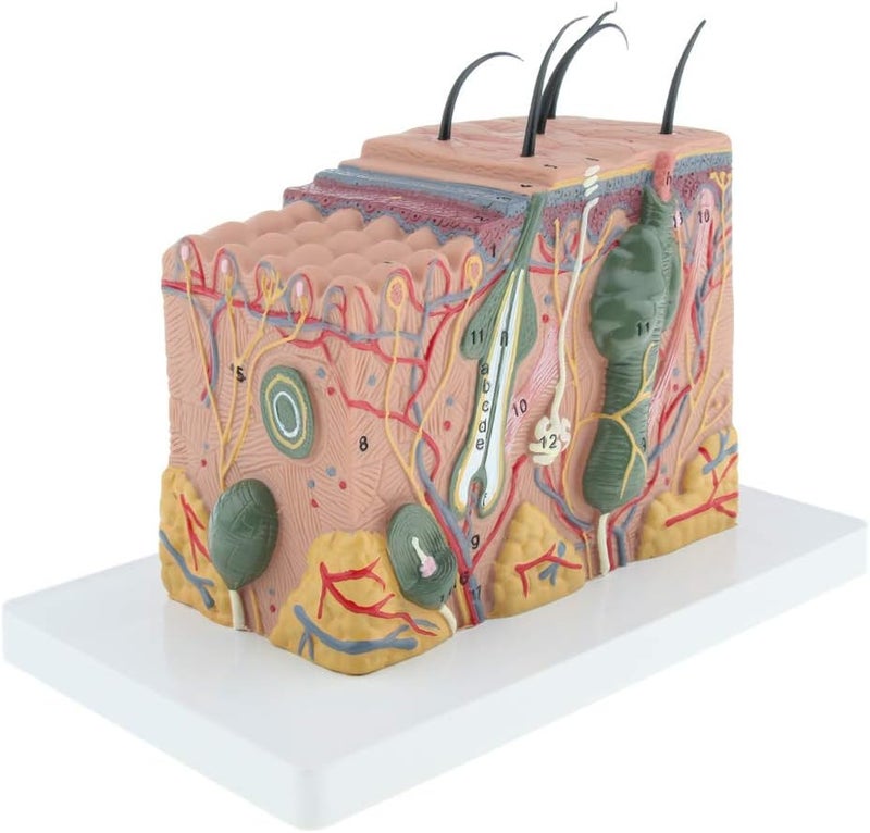 klarako 35X Magnification Anatomical Skin Model Anatomy Science Study Teaching Aids Medical Display Model - Image 2