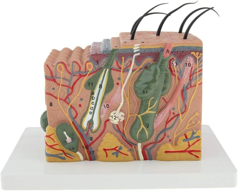 klarako 35X Magnification Anatomical Skin Model Anatomy Science Study Teaching Aids Medical Display Model - Image 3