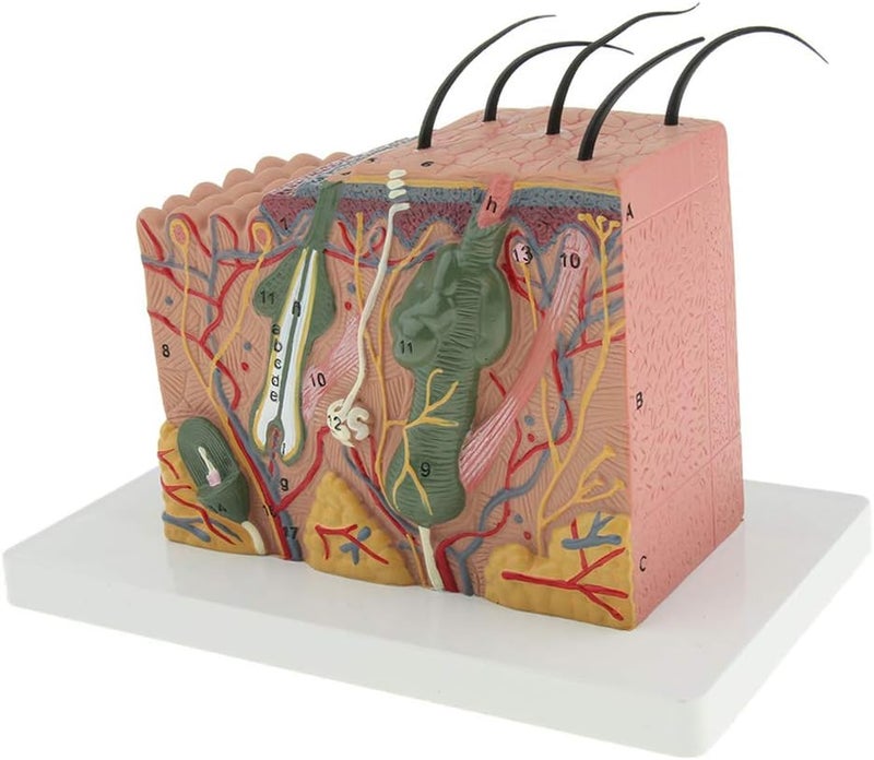 klarako 35X Magnification Anatomical Skin Model Anatomy Science Study Teaching Aids Medical Display Model - Image 5