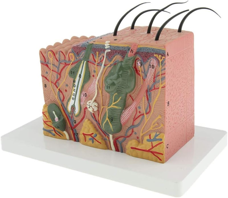 klarako 35X Magnification Anatomical Skin Model Anatomy Science Study Teaching Aids Medical Display Model - Image 1