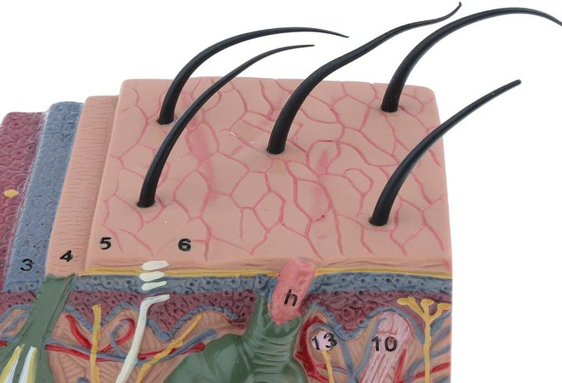 klarako 35X Magnification Anatomical Skin Model Anatomy Science Study Teaching Aids Medical Display Model - Image 4