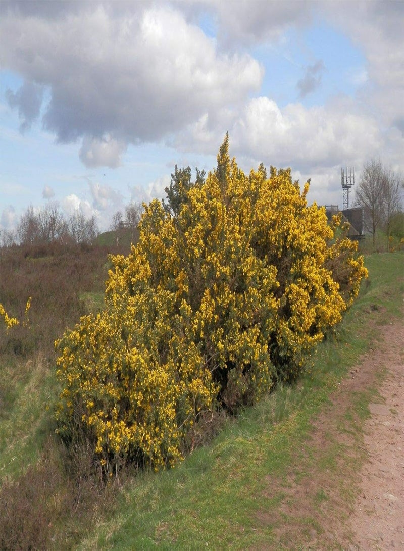 GGOOT Common Gorse, x25 Seeds   Shrub   Hedging   Wild Plant  - Image 2