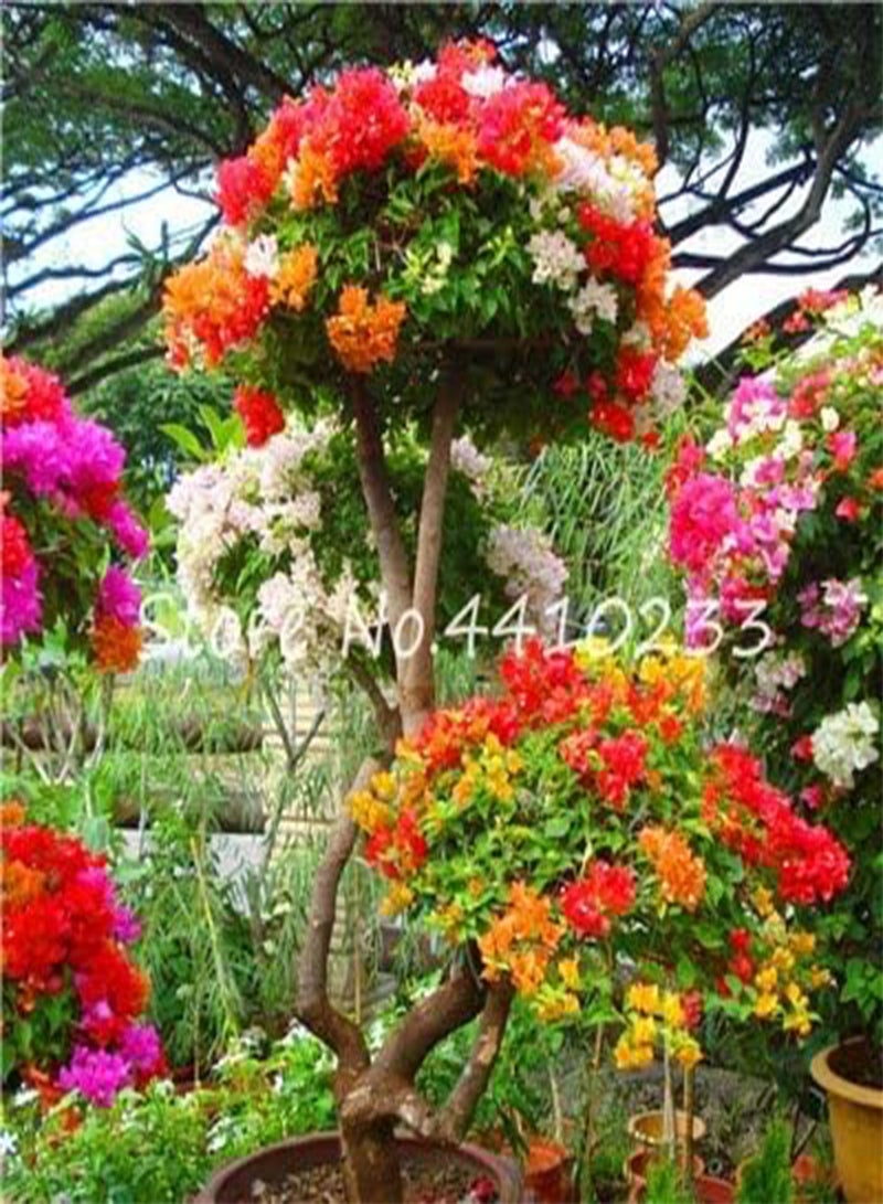 جي جوت بذور زهور الجهنمية الجديدة للزراعة، 50 قطعة، ألوان مختلطة، 4 - Image 1