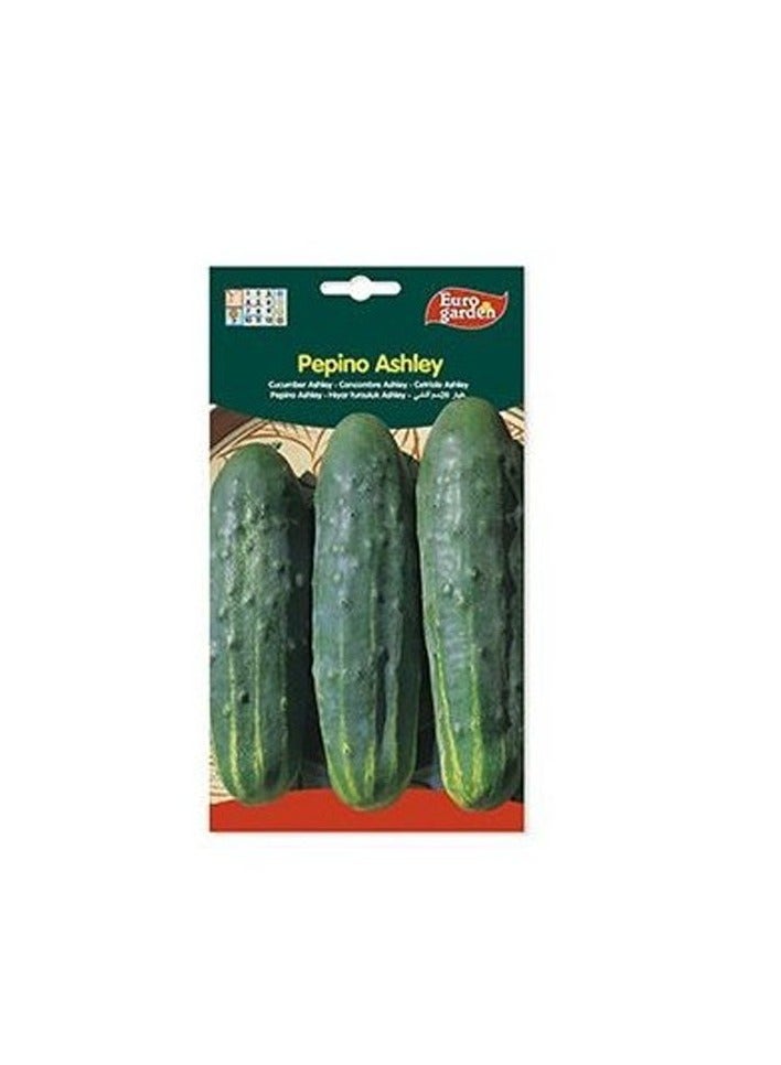 KNP EG Cucumber Ashley Seeds