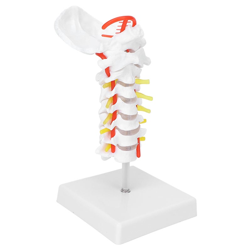Cervical Vertebra Model Arteria Spine Spinal Nerves Anatomical Model for Science Classroom Study Teaching - Image 5