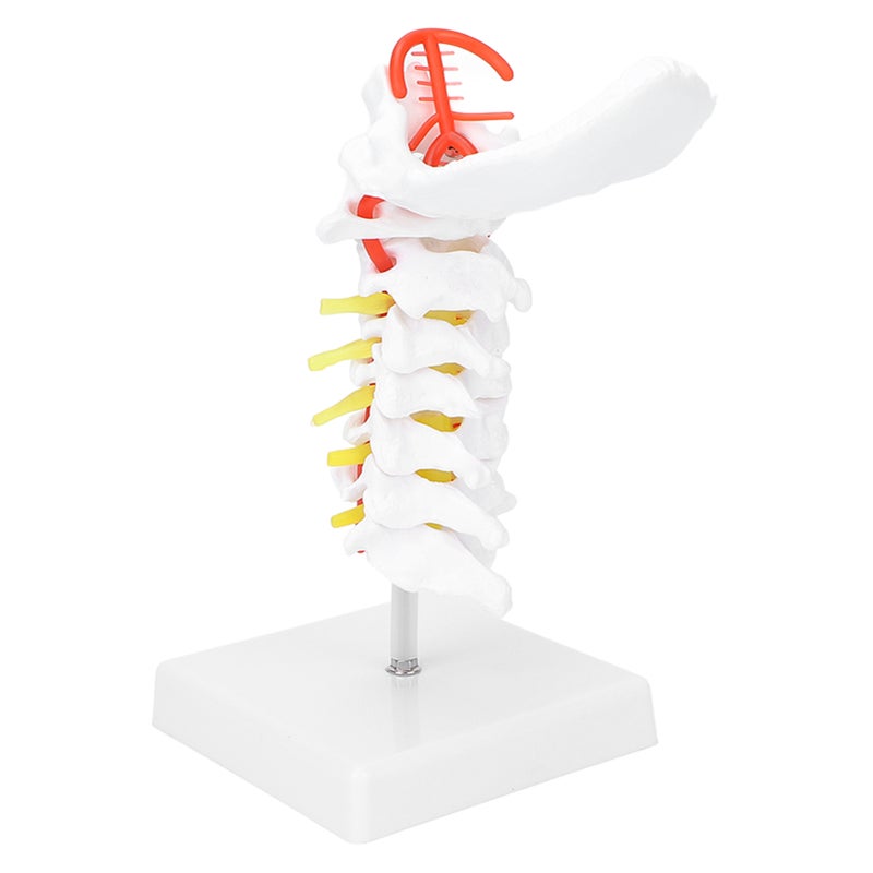 Cervical Vertebra Model Arteria Spine Spinal Nerves Anatomical Model for Science Classroom Study Teaching - Image 4