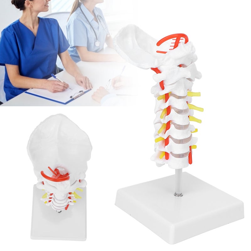 Cervical Vertebra Model Arteria Spine Spinal Nerves Anatomical Model for Science Classroom Study Teaching - Image 3