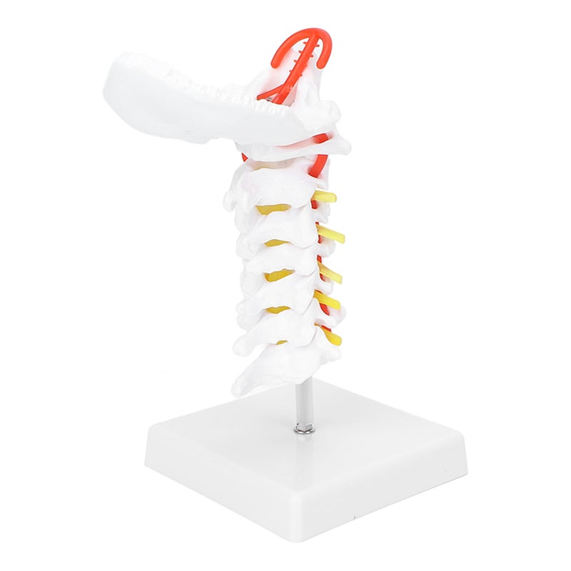 Cervical Vertebra Model Arteria Spine Spinal Nerves Anatomical Model for Science Classroom Study Teaching - Image 1
