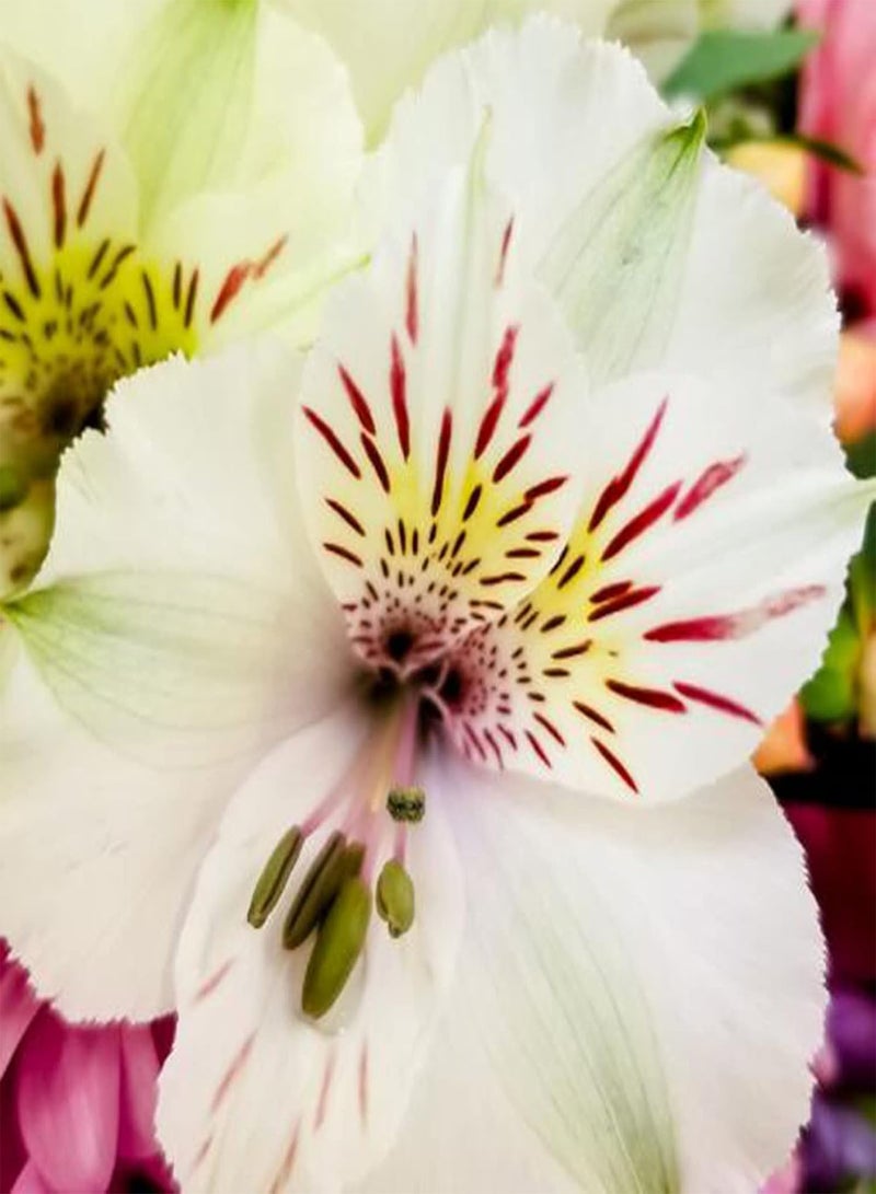 seeds 30Pcs Flower seeds Drought Tolerant Fast Growing Mini Bright Flower Garden seeds for Home seeds