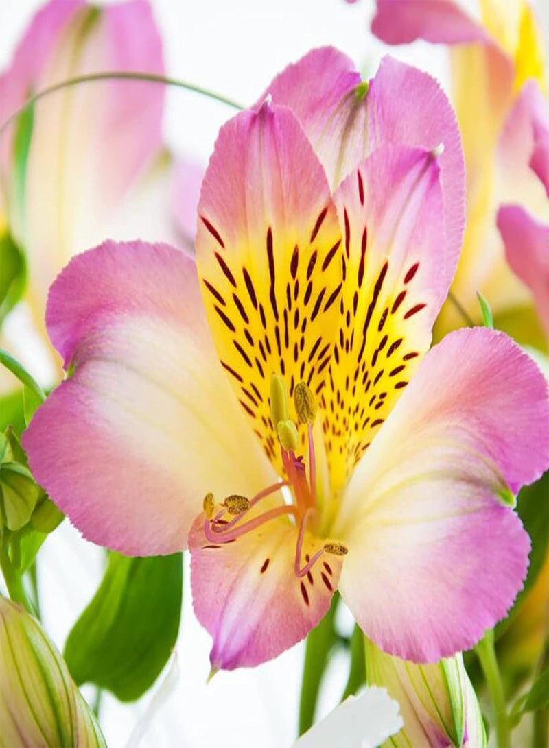 seeds 30Pcs Flower seeds Drought Tolerant Fast Growing Mini Bright Flower Garden seeds for Home seeds