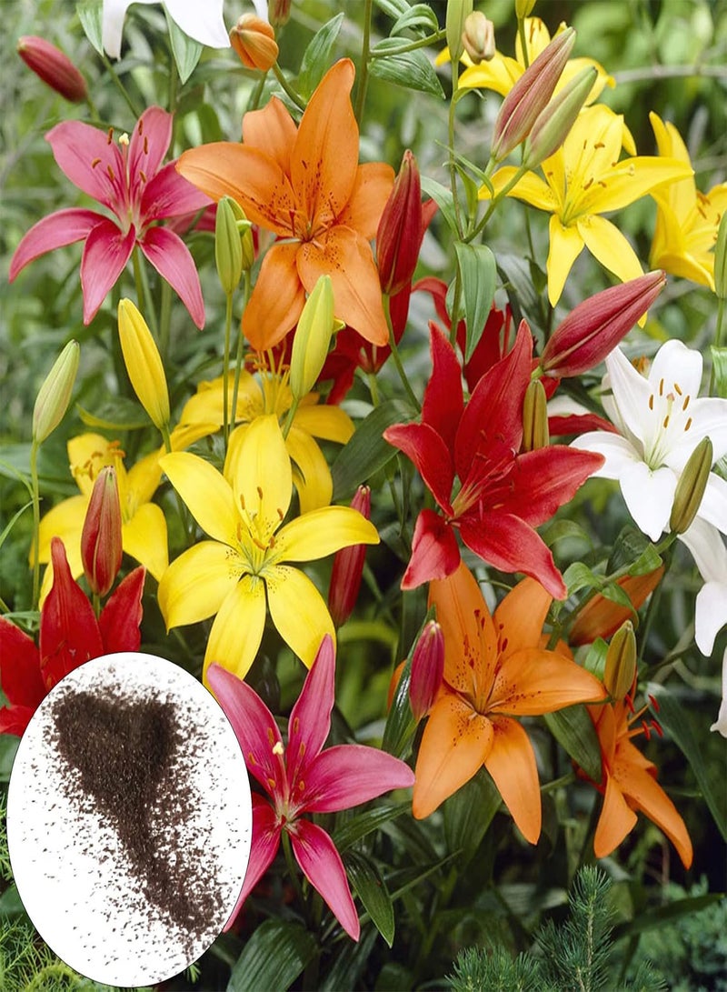 seeds 30Pcs Flower seeds Drought Tolerant Fast Growing Mini Bright Flower Garden seeds for Home seeds