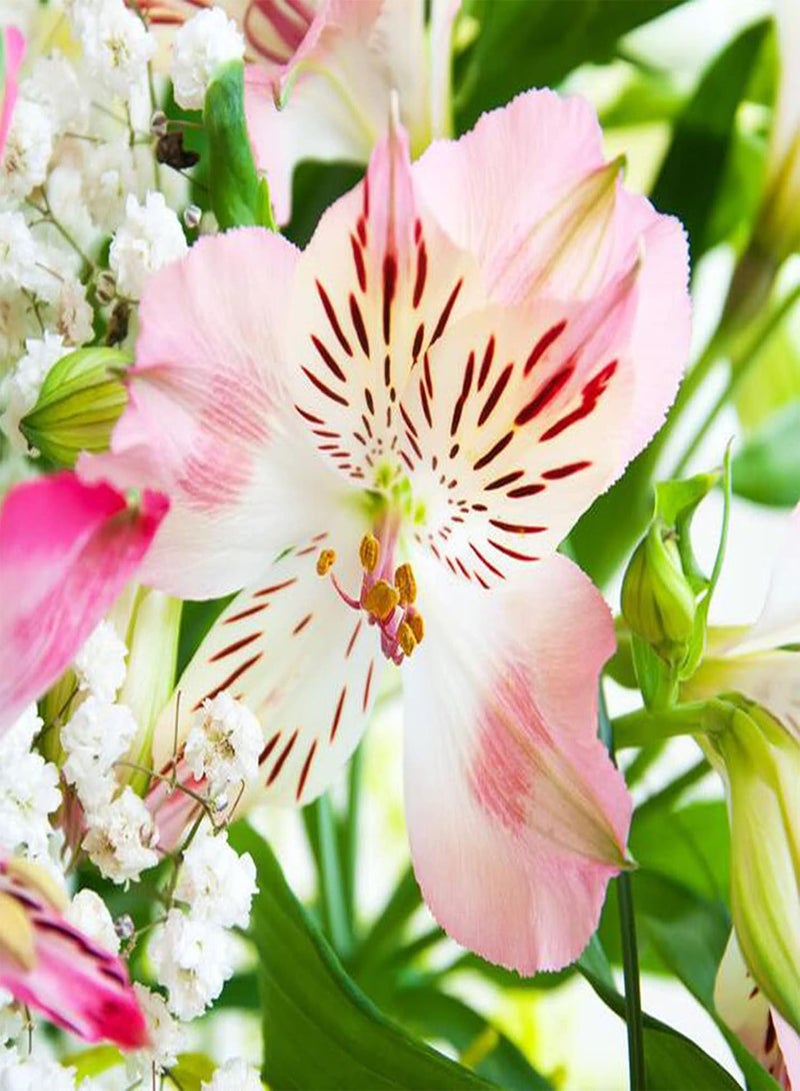 seeds 30Pcs Flower seeds Drought Tolerant Fast Growing Mini Bright Flower Garden seeds for Home seeds