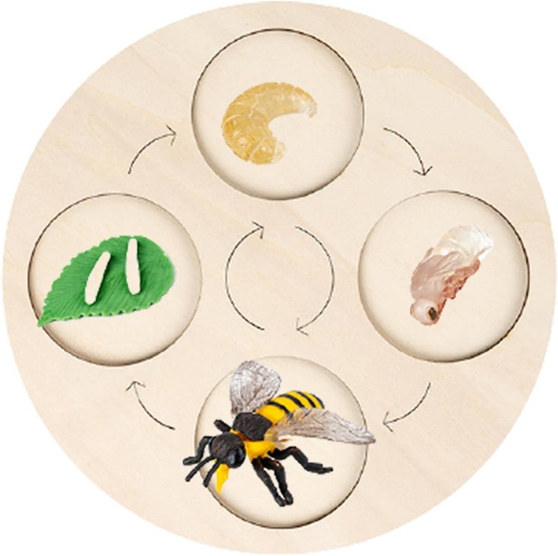 klarako Wooden Life Cycle Board Early #Educational Animals Learning for Preschool Children  Bee - Image 3