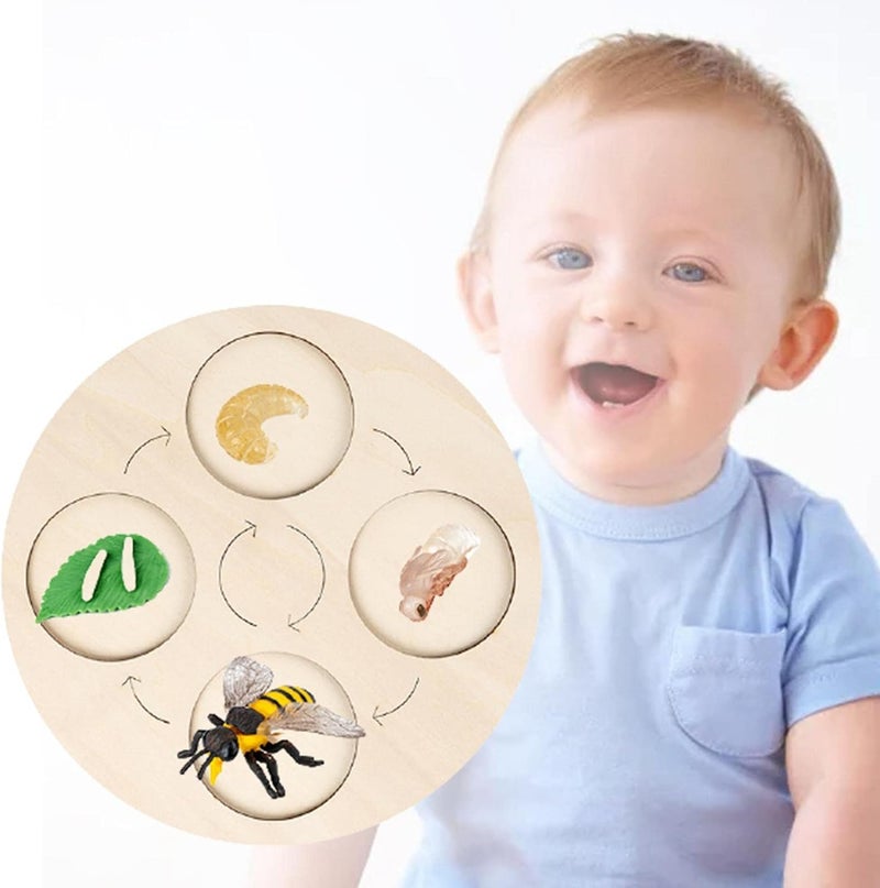 klarako Wooden Life Cycle Board Early #Educational Animals Learning for Preschool Children  Bee - Image 5