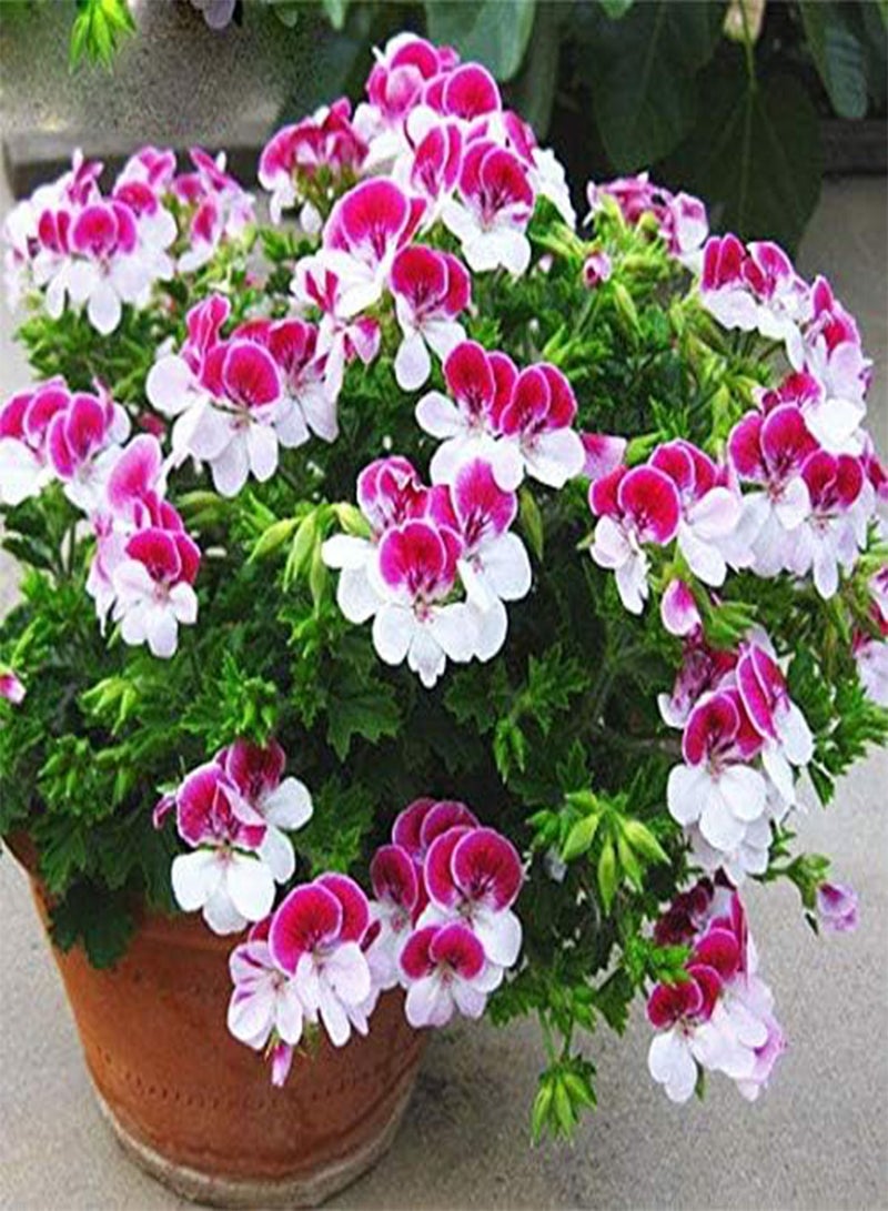 GGOOT seeds Fresh 100pcs Geranium Flower Seeds for Planting Light Pink