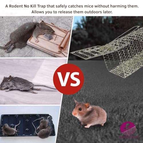 Divayanshi Heavy-Duty Rat Trap – Reusable Humane Rodent Catcher for Mice & Rats, Strong Spring Mechanism, Easy to Set & Clean, Indoor & Outdoor Use- Small (7.5 inch) - Image 2