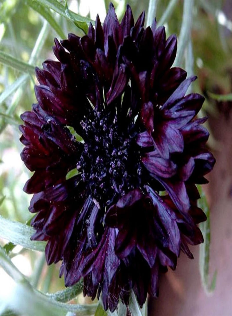 100 بذور Centaurea Cyanus Black Ball - Dark Red Cornflower - 100 بذرة - توصيل مجاني