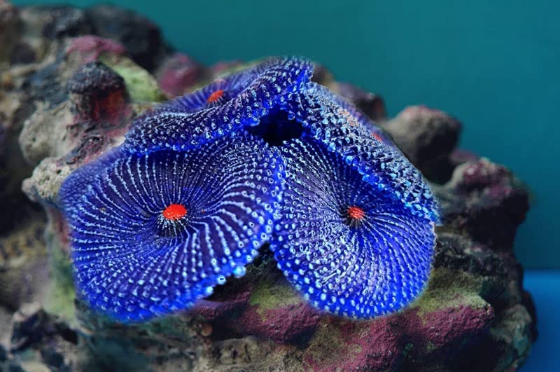 OrgMemory 4Pcs Artificial Coral, Faux Coral Ornaments, Aquarium Decorations for Fish Tank Aquarium, Fish Cave Hideout Decoration Landscape (Blue) - Image 4