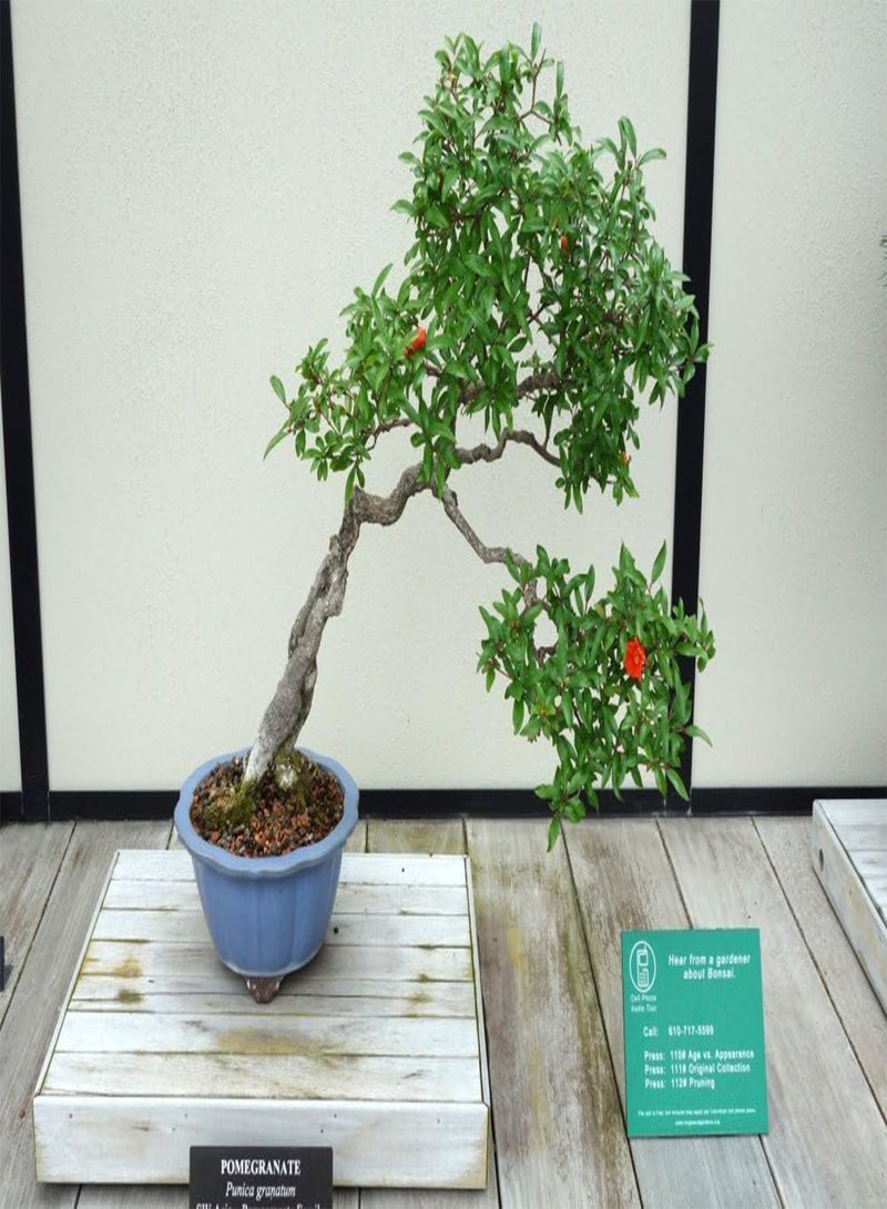 GGOOT Bonsai - Dwarf Pomegranate - 50 Seeds - with Soil - Punica granatum Nana - Image 5