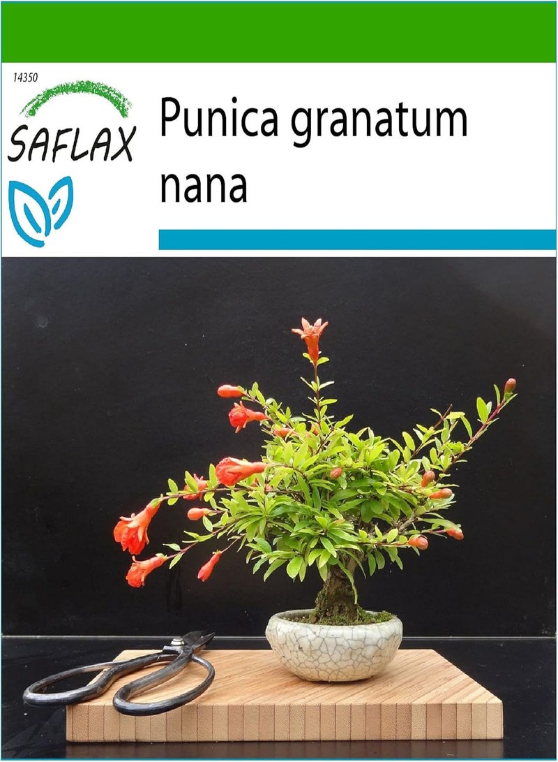 GGOOT Bonsai - Dwarf Pomegranate - 50 Seeds - with Soil - Punica granatum Nana - Image 1