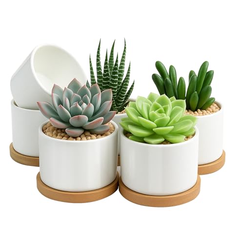 ZOUTOG Succulent Pots 31 Inch6 Pack Succulent PlantersSmall Pots for Plants with Drainage and TrayWhite Ceramic Flower Planters for Indoor PlantsHomeOfficeDesk