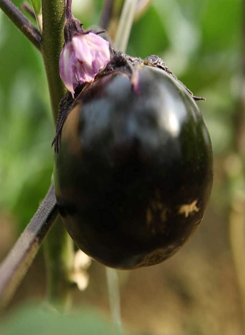 GGOOT 200Pcs Round Eggplant Seeds Perennial Heirloom Vegetable Seed Easy to Survive for Outdoor Garden Planting Blooming Purple Flowers Suitable for Beginners - Image 2
