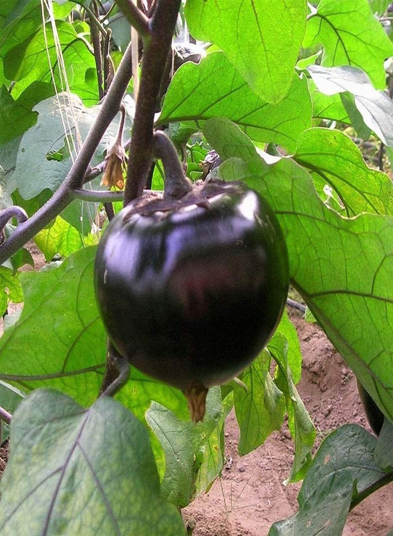 GGOOT 200Pcs Round Eggplant Seeds Perennial Heirloom Vegetable Seed Easy to Survive for Outdoor Garden Planting Blooming Purple Flowers Suitable for Beginners - Image 4