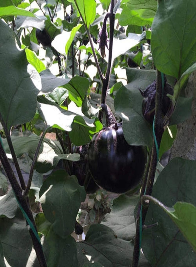 GGOOT 200Pcs Round Eggplant Seeds Perennial Heirloom Vegetable Seed Easy to Survive for Outdoor Garden Planting Blooming Purple Flowers Suitable for Beginners - Image 3