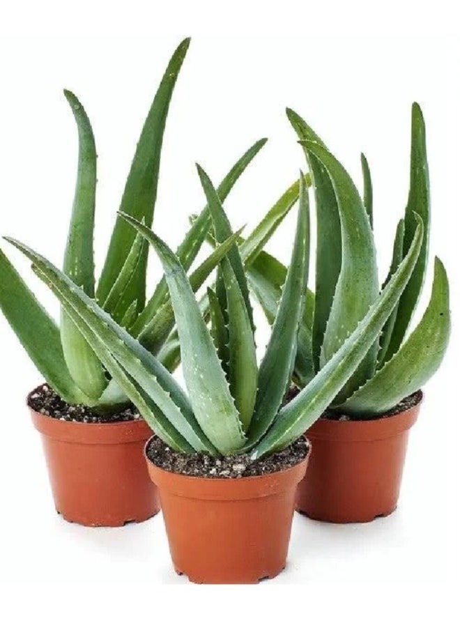 Generic Aloe Vera Plant - ALOE VERAPOTTED PLANT - Original Aloe Vera Plant  Live/Fresh 50cm  - Image 1
