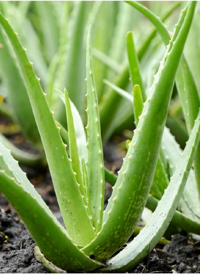 Generic Aloe Vera Plant - ALOE VERAPOTTED PLANT - Original Aloe Vera Plant  Live/Fresh 50cm  - Image 2