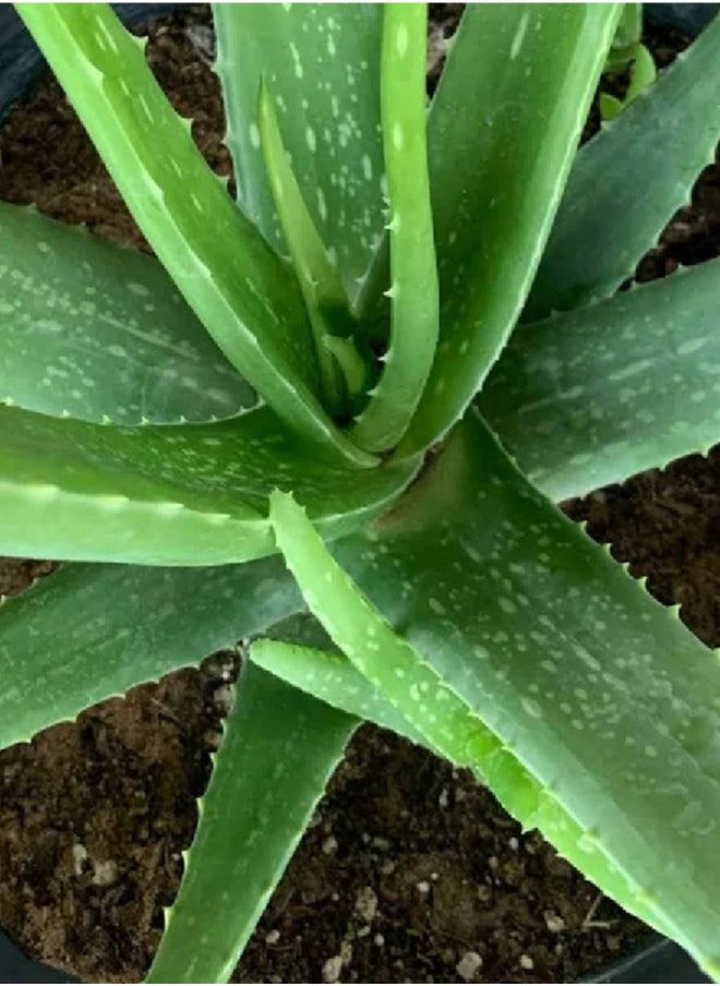 Generic Aloe Vera Plant - ALOE VERAPOTTED PLANT - Original Aloe Vera Plant  Live/Fresh 50cm  - Image 3