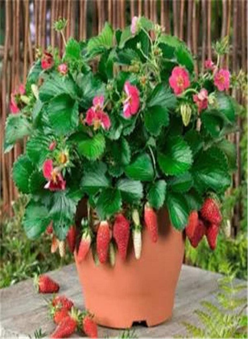 GGOOT Blooms Multicolor Seeds,400 cream strawberry seeds-Four seasons strawberry + pot + soil + powder,Ornamental Plants for Garden Balcony - Image 3