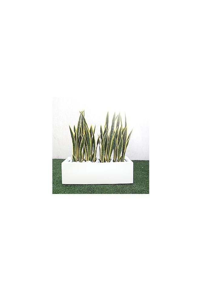 جي آر بي GRP الألياف الزجاجية مستطيلة طويلة بيضاء وعاء 90x30x30cm (LWH)) للنباتات والزهور مودرين الأواني دائمة لزارع داخلي / خارجي  - Image 3