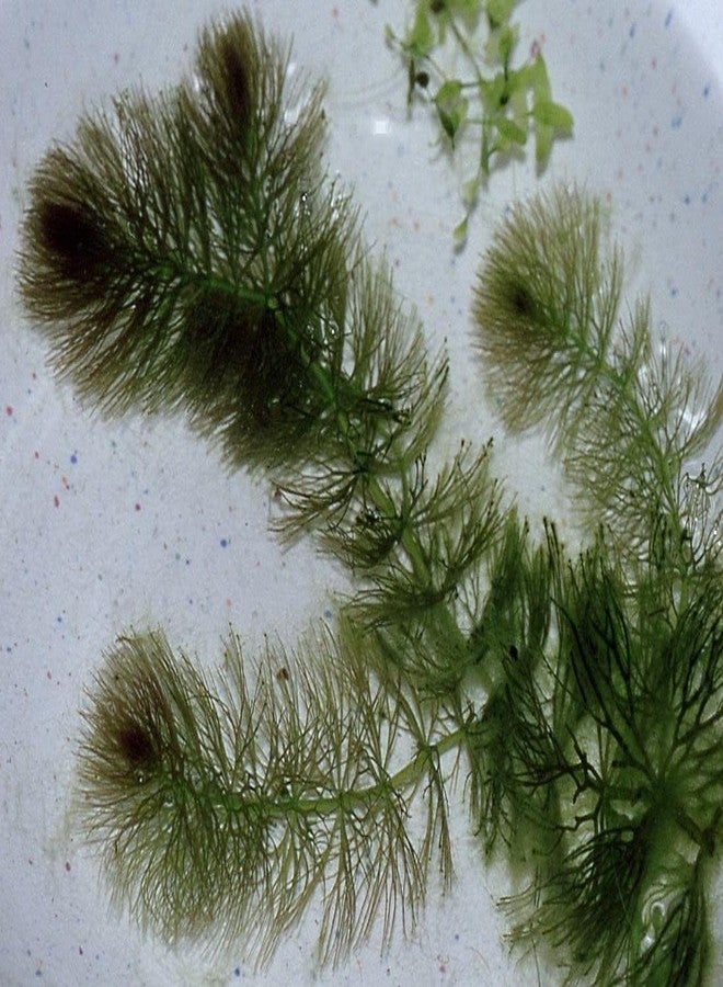 نبات ذيل الثعلب (Ceratophyllum demersum) لأحواض السمك (عبوة من 8 قطع) - Image 2