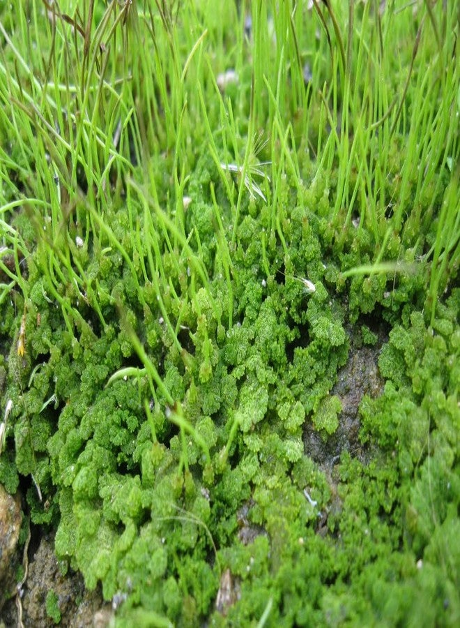 نبات ذيل الثعلب (Ceratophyllum demersum) لأحواض السمك (عبوة من 8 قطع) - Image 3