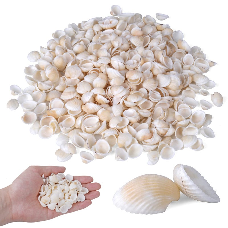 PPCLION 1000pcs Natural Tiny Small Sea Shells White Clam Shells for DIY Craft, Jewelry Making, Home Decor, Vase Fillers - Image 1