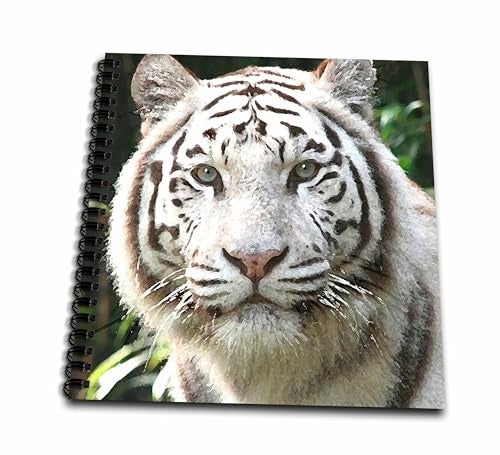 3dRose db_4845_1 White Tiger Drawing Book, 8 by 8-Inch - Image 1