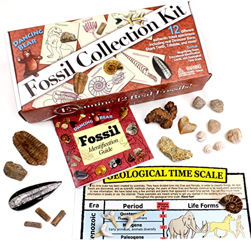 DANCING BEAR Fossil Collection Kit (12 pc Set) Real Shark Teeth, Dinosaur Bone, Coprolite (Poop!), Fossil ID Book, STEM Science Set - Image 4