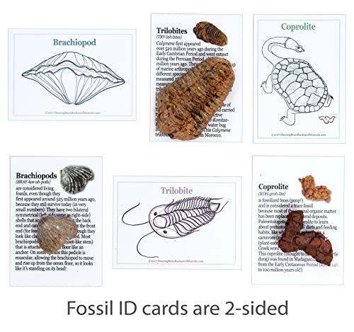 DANCING BEAR Fossil Collection Kit (12 pc Set) Real Shark Teeth, Dinosaur Bone, Coprolite (Poop!), Fossil ID Book, STEM Science Set - Image 5