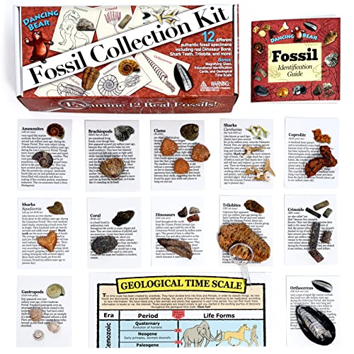 DANCING BEAR Fossil Collection Kit (12 pc Set) Real Shark Teeth, Dinosaur Bone, Coprolite (Poop!), Fossil ID Book, STEM Science Set - Image 3