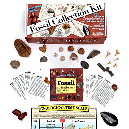 DANCING BEAR Fossil Collection Kit (12 pc Set) Real Shark Teeth, Dinosaur Bone, Coprolite (Poop!), Fossil ID Book, STEM Science Set - Image 2