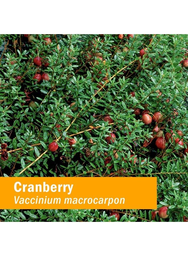 HERB PHARM مستخلص سائل من التوت البري العضوي المعتمد لدعم المسالك البولية - 4 أونصات - Image 1