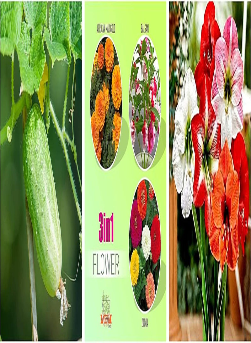 GGOOT Seeds Summer Bloom Flower Seeds 3 in 1 Pack& Seeds Cucumber F 1 Hybrid – 1gm to Grow in Your Home & Kitchen Garden on This Summer& Seeds Gate Garden Amaryllis Lilly Flower Seeds  - Image 2