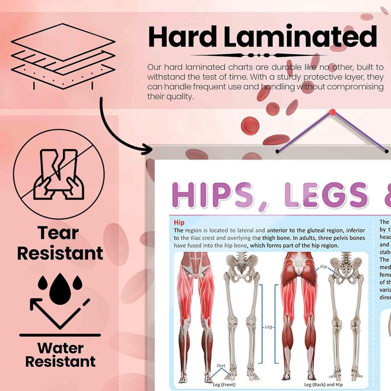 GoWoo COMBO OF 3 ANATOMY CHARTS - Image 3