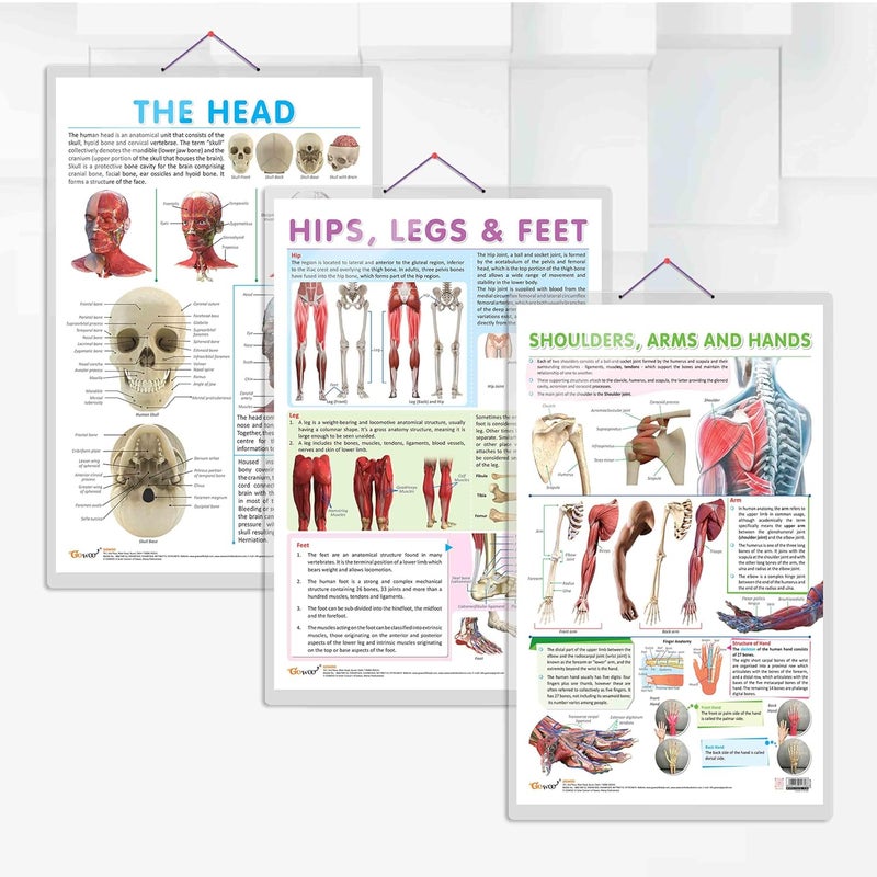 GoWoo COMBO OF 3 ANATOMY CHARTS - Image 1