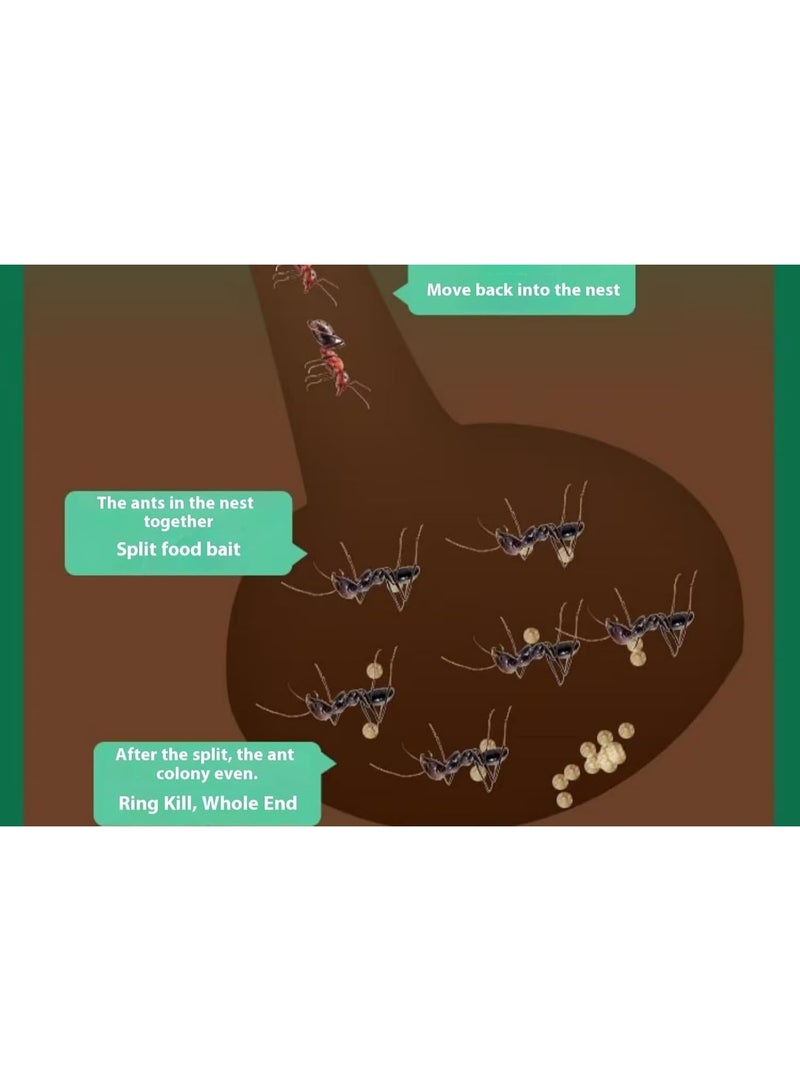 Ant Gel Bait ، Ant Power Gel - جل قوي لقاتل النمل - محلول حقن طبيب النمل 10 جم - Image 4