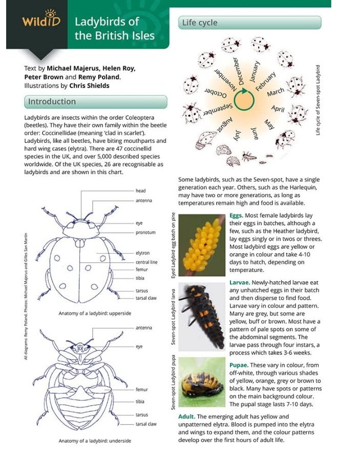 Guide to Ladybirds of the British Isles  - Image 3